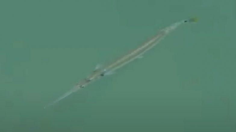Peacock Fish: द्वारका के गोमती घाट पर दिखी दुर्लभ &lsquo;मोर जैसी मछली&rsquo;, VIDEO वायरल होते ही सोशल मीडिया पर चर्चा का विषय बनी