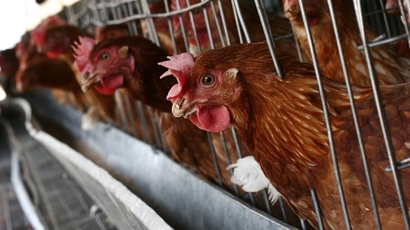 Bird Flu in Andhra Pradesh: आंध्र प्रदेश में 'बर्ड फ्लू' का कहर, 2 दिनों में 90 पक्षियों की मौत के बाद हाई अलर्ट; सरकार ने बनाए कंटेनमेंट जोन
