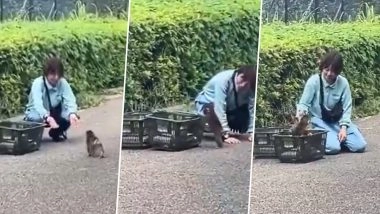 Punch the Monkey Viral Video: इचिकावा जू के नन्हे बंदर 'पंच' की भावुक कर देने वाली कहानी