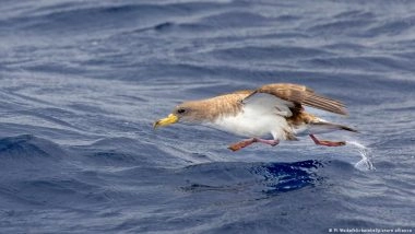 समुद्री पक्षियों का जीवन तबाह कर रहे घरों से निकले प्रदूषक