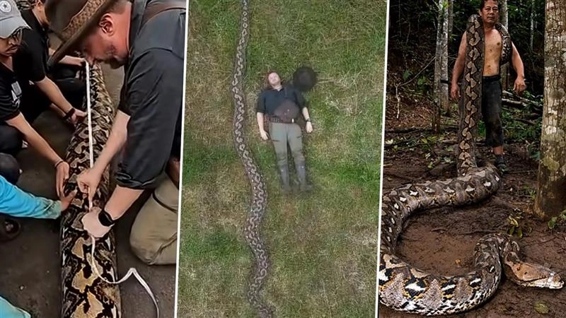Ibu Baron: दुनिया के सबसे लंबे जंगली सांप का नया रिकॉर्ड: इंडोनेशिया में मिला 7.22 मीटर का जाइंट पाइथन 'इबू बैरन' (Watch Video)
