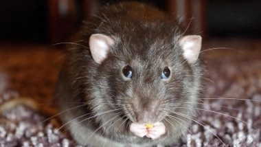 Mira-Bhayandar Hospital Shocker: मीरा-भायंदर अस्पताल की बड़ी लापरवाही, वेंटिलेटर पर जिंदगी की जंग लड़ रही एक 89 वर्षीय बुजुर्ग महिला को चूहे ने काटा, सुरक्षा पर उठे सवाल