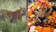 &lsquo;Langdi&rsquo; Dies: मध्य प्रदेश के पेंच टाइगर रिजर्व की प्रसिद्ध बाघिन टी-20,  'लंगड़ी' का निधन, 18 साल की उम्र में ली अंतिम सांस