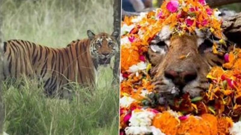 मध्य प्रदेश के पेंच टाइगर रिजर्व की प्रसिद्ध बाघिन टी-20,  'लंगड़ी' का निधन, 18 साल की उम्र में तोड़ा दम