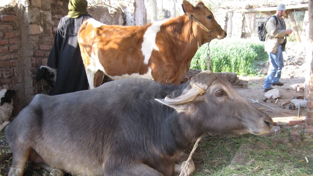 राजस्थान में पशुपालकों को बड़ी राहत, जानवरों को गंभीर संक्रामक रोगों से बचाने के लिए लगाया जाएगा टीका
