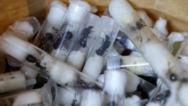 Ant Smuggling: केन्या में 2,000 से ज्यादा जिंदा चींटियों की तस्करी की कोशिश नाकाम, एयरपोर्ट पर गिरफ्तार हुआ चीनी नागरिक