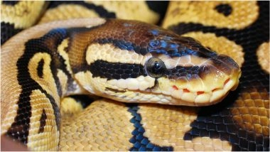 Python Rescue Caught on Camera: मुंबई के BKC में जियो वर्ल्ड ड्राइव के पास मिला 7 फीट लंबा अजगर, किया गया रेस्क्यू; VIDEO