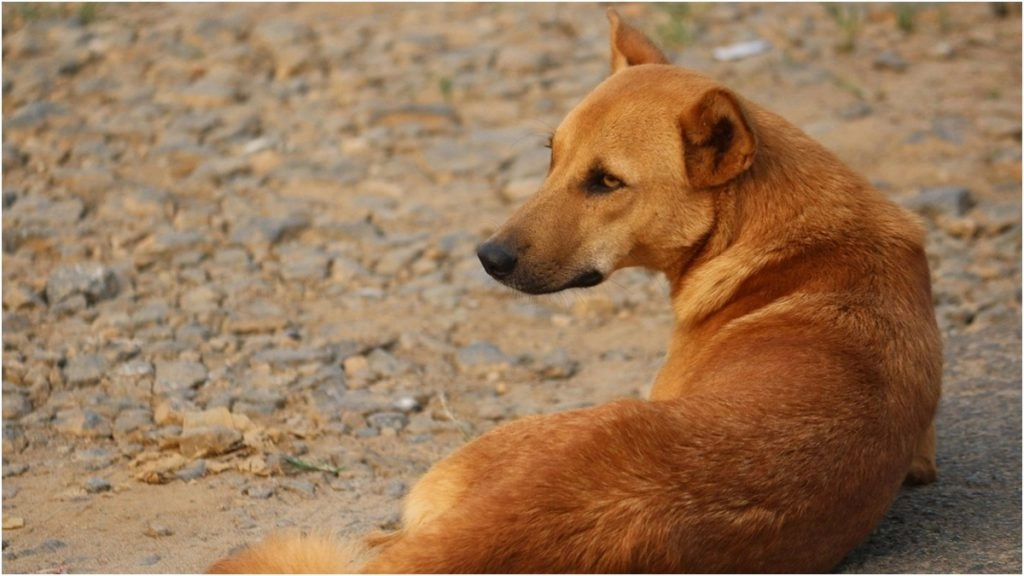 नालासोपारा में कुत्ते के खरोंच को नजरअंदाज करना पड़ा भारी, मासूम बच्ची की रेबीज से मौत