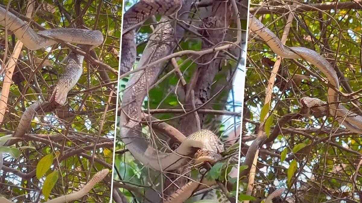 Snake Eating Snake Video: ऑरोविले में ब्रेकफास्ट के दौरान खौफनाक नजारा, एक सांप दूसरे को निगलने की कोशिश, वीडियो सोशल मीडिया पर वायरल Snake Eating Snake Video: ऑरोविले में ब्रेकफास्ट के दौरान खौफनाक नजारा, एक सांप दूसरे को निगलने की कोशिश, वीडियो सोशल मीडिया पर वायरल