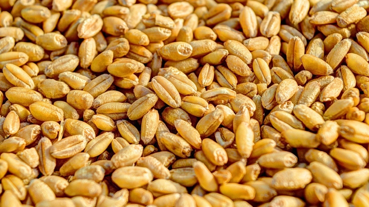 Ration Card Holders: राशन कार्ड धारकों के लिए बड़ी खुशखबरी, अप्रैल में एक साथ मिलेगा 3 महीने का अनाज; केंद्र सरकार का बड़ा फैसला Ration Card Holders: राशन कार्ड धारकों के लिए बड़ी खुशखबरी, अप्रैल में एक साथ मिलेगा 3 महीने का अनाज; केंद्र सरकार का बड़ा फैसला