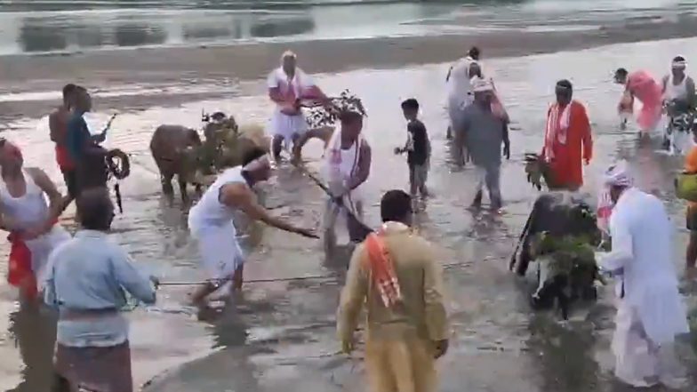 Goru Bihu 2026: असम में 'गोरु बिहू' की धूम, लखीमपुर और पूरे राज्य में पारंपरिक उत्साह के साथ मवेशियों की हुई पूजा; देखें VIDEO
