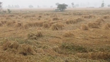 Jhajjar Unseasonal Rain: हरियाणा के झज्जर में बेमौसम बारिश और ओलों से गेहूं की फसलें बर्बाद, किसानों ने सरकार से मांगा मुआवजा