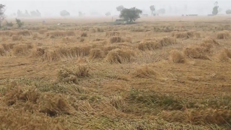Jhajjar Unseasonal Rain: हरियाणा के झज्जर में बेमौसम बारिश और ओलों से गेहूं की फसलें बर्बाद, किसानों ने सरकार से मांगा मुआवजा
