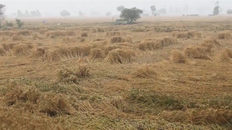 हरियाणा के झज्जर में बेमौसम बारिश और ओलों से गेहूं की फसलें बर्बाद, किसानों ने सरकार से मुआवजे की मांग की