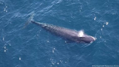 क्या एक दुर्लभ व्हेल प्रजाति को चुकानी होगी तेल-गैस की कीमत?
