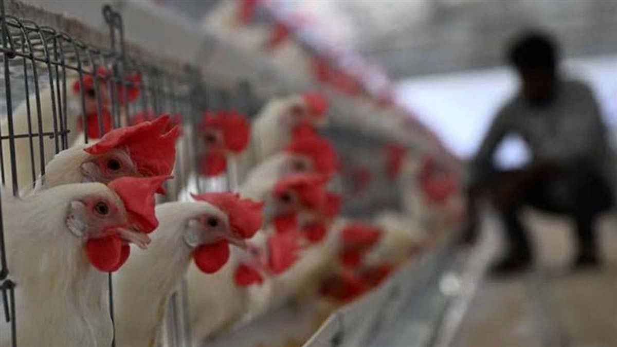 Bird Flu Alert in Karnataka: बेंगलुरु में बर्ड फ्लू का अलर्ट, H5N1 वायरस की पुष्टि के बाद कर्नाटक सरकार ने जारी की चेतावनी, जानें प्रमुख लक्षण और बचाव के उपाय