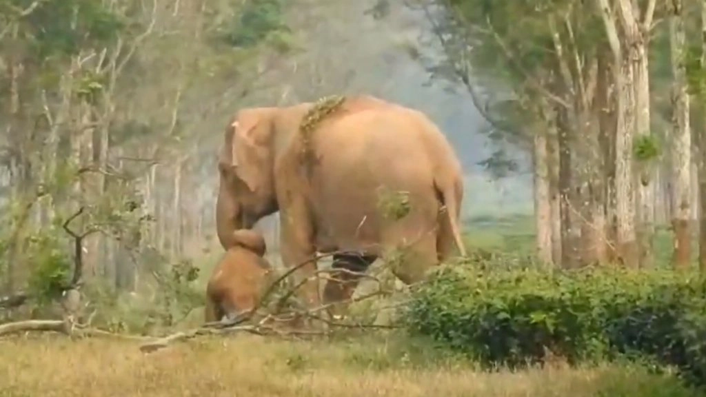दुख सिर्फ इंसानों तक सीमित नहीं: मृत बच्चे के शव को घसीटती दिखी हथिनी, सोशल मीडिया पर उमड़ा संवेदनाओं का सैलाब