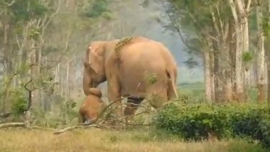 बेबस ममता: मृत बच्चे को होश में लाने की कोशिश करती रही हथिनी, दिल झकझोर देने वाला वीडियो वायरल (Watch Viral Video)