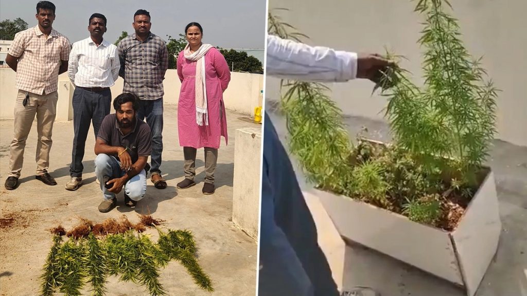 हैदराबाद: घर की छत पर गांजा उगाने के आरोप में पूर्व सॉफ्टवेयर इंजीनियर गिरफ्तार; 17 गांजे के पौधे जब्त (तस्वीरें और वीडियो देखें)