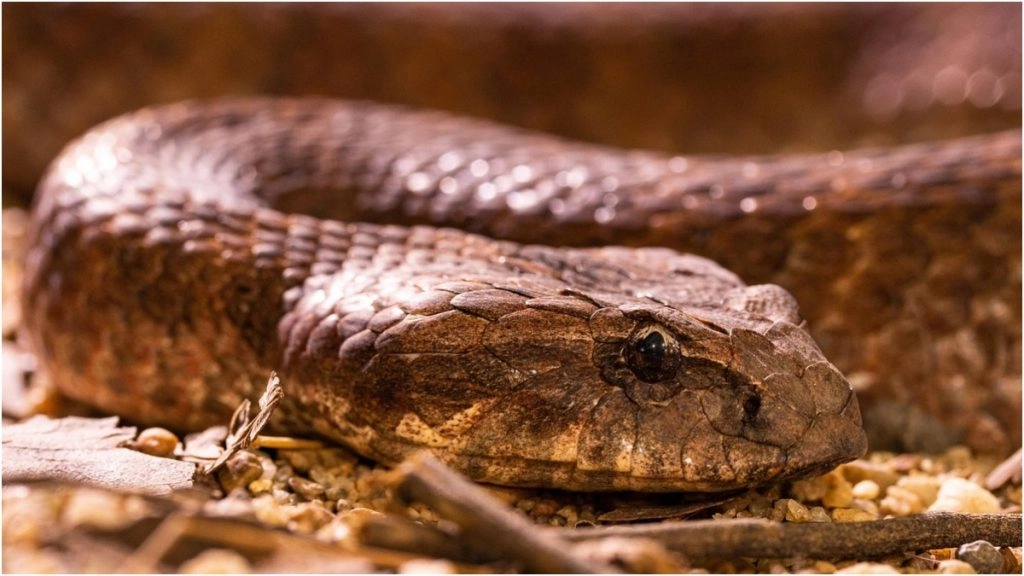 शिवहर में सांप ने डसा तो जवान ने दिखाई हिम्मत, डब्बे में बंद कर पहुंच अस्पताल, देखें के बाद मचा हड़कंप 