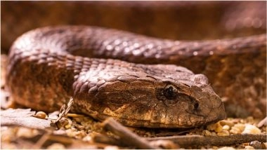 Amroha Shocking News: अमरोहा में अंधविश्वास का मामला, सांप के डसने के बाद किशोर को गंगा में लटकाया; इलाज में देरी से मौत; VIDEO