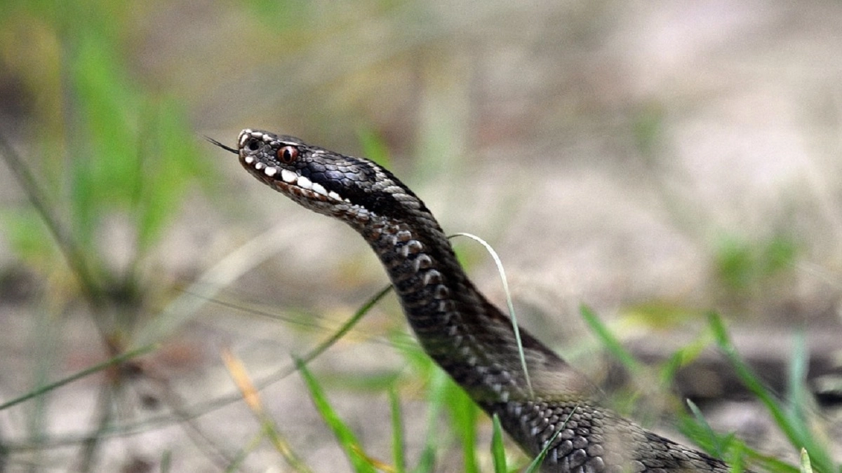 केरल में रोंगटे खड़े कर देने वाली घटना: सांप के काटने से 8 साल के बच्चे की मौत, भाई अस्पताल में भर्ती और अब घर में मिला दूसरा सांप