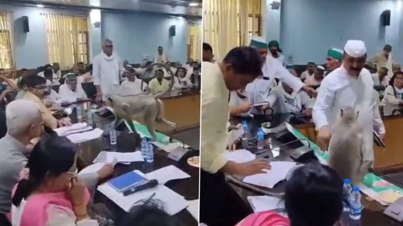Baghpat Viral Video: विकास भवन में किसान दिवस बैठक के दौरान डीएम की कुर्सी पर बैठा बंदर, मचा हड़कंप; वीडियो हुआ वायरल