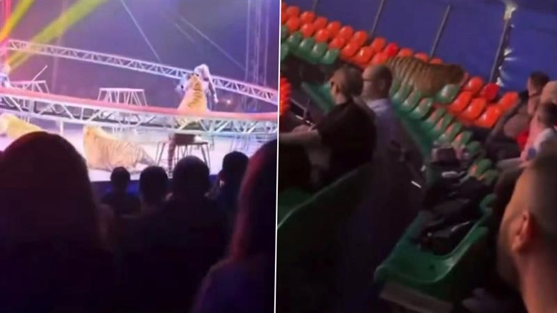 Circus Tiger Viral Video: रूस के सर्कस में खौफनाक मंजर, लाइव शो के दौरान जाल फांदकर दर्शकों के बीच कूदा टाइगर; वीडियो वायरल