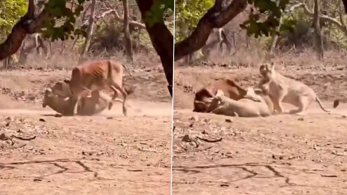 Lion Hunting Viral Video: गिर नेशनल पार्क में शिकार का रोमांचक वीडियो वायरल: पर्यटकों के सामने शेरनी ने गाय पर किया हमला