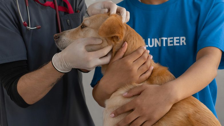 Animal Ambulance: महाराष्ट्र सरकार का सराहनीय कदम, वसई में बेसहारा पशुओं के लिए विशेष एम्बुलेंस सेवा शुरू, मौके पर ही मिलेगा इलाज