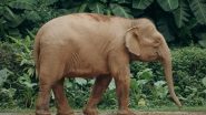 Assam: असम के नगांव में जंगली हाथियों का आतंक, सामागूरी में दो अलग-अलग हमलों में दो लोगों की मौत