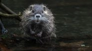 Hantavirus: इजरायल में हंतावायरस का पहला मामला, पूर्वी यूरोप की यात्रा के बाद संक्रमित हुआ मरीज; MV होंडियस आउटब्रेक के बीच बढ़ी चिंता