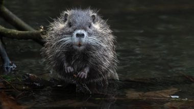 Hantavirus: इजरायल में हंतावायरस का पहला मामला, पूर्वी यूरोप की यात्रा के बाद संक्रमित हुआ मरीज; MV होंडियस आउटब्रेक के बीच बढ़ी चिंता