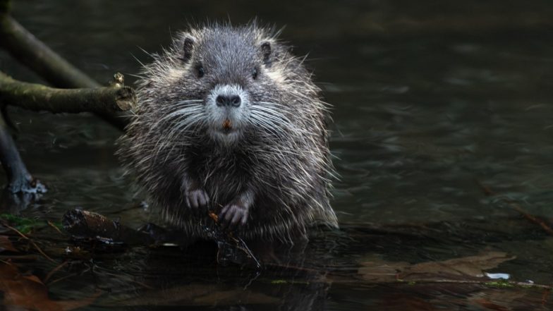 Hantavirus: इजरायल में हंतावायरस का पहला मामला, पूर्वी यूरोप की यात्रा के बाद संक्रमित हुआ मरीज; MV होंडियस आउटब्रेक के बीच बढ़ी चिंता
