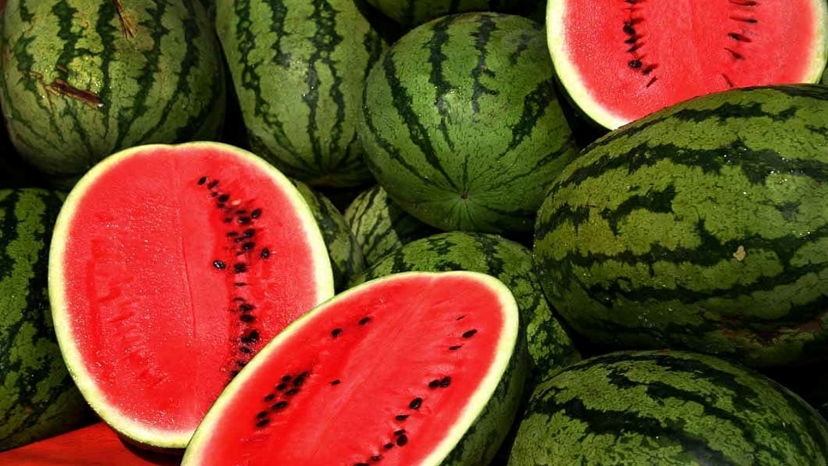 Chhattisgarh &lsquo;Watermelon Death&rsquo; Case: तरबूज खाने से एक बच्चे की मौत, तीन की हालत गंभीर; जांच में जुटा प्रशासन