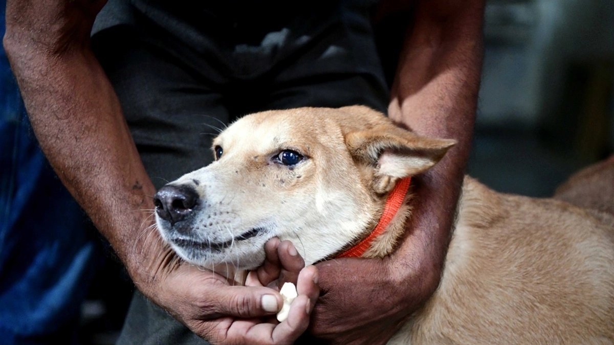 Karnataka Dog Attack: विजयपुरा में 3 साल के मासूम पर आवारा कुत्ते का जानलेवा हमला; रोंगटे खड़े कर देने वाला वीडियो आया सामने