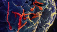 Ebola Cases in India: बेंगलुरु में इबोला का अलर्ट टला, युगांडा से आई महिला की टेस्ट रिपोर्ट आई नेगेटिव; देश में अब तक कोई मामला नहीं