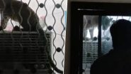 Leopard Viral Video: महाराष्ट्र के अमरावती में घनी आबादी वाले रामपुरी कैंप में घुसा तेंदुआ, 4 घंटे के भारी रेस्क्यू ऑपरेशन के बाद किया गया रेस्क्यू