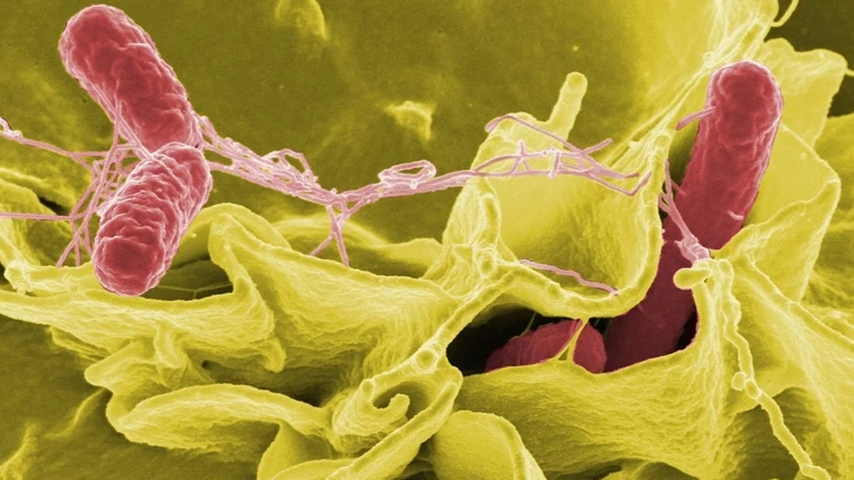 Drug-Resistant Salmonella: अमेरिका में 'ड्रग-रेसिस्टेंट' साल्मोनेला का प्रकोप, मुर्गियों और बत्तखों से फैल रहा संक्रमण, बच्चों पर सबसे ज्यादा असर