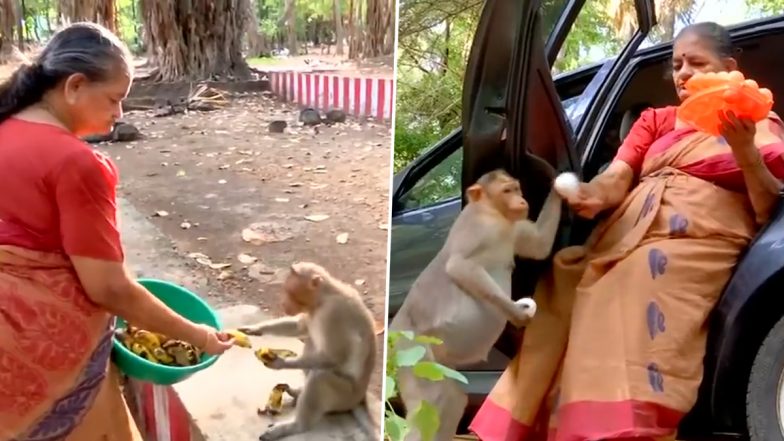 VIRAL VIDEO: इंसानियत की मिसाल! तमिलनाडु के मदुरै में 76 वर्षीय रिटायर्ड पुलिस अधिकारी अपनी पेंशन से हर हफ्ते सैकड़ों बंदरों को खिलाती हैं भोजन