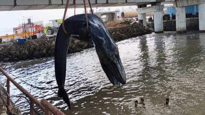 Mumbai Marine Tragedy: बांद्रा के कार्टर रोड पर बहकर आया व्हेल का बच्चा; क्रेन और रेस्क्यू टीमों की भारी मशक्कत के बाद भी नहीं बची जान (Watch Video)