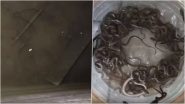Haridwar Snakes News: उत्तराखंड के हरिद्वार में घर की पानी की टंकी में रेंगते मिले 27 सांप के बच्चे, देखने के बाद लोगों के उड़े होश; VIDEO Haridwar Snakes News: उत्तराखंड के हरिद्वार में घर की पानी की टंकी में रेंगते मिले 27 सांप के बच्चे, देखने के बाद लोगों के उड़े होश; VIDEO