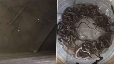 Haridwar Snakes News: उत्तराखंड के हरिद्वार में घर की पानी की टंकी में रेंगते मिले 27 सांप के बच्चे, देखने के बाद लोगों के उड़े होश; VIDEO