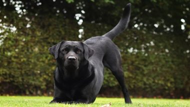 UP Police K-9 Mary: संभल में मासूम से दरिंदगी का अंधा केस सुलझाने वाली पुलिस डॉग 'मैरी' को 10,000 रुपए का ईनाम, सूंघकर दबोचा आरोपी