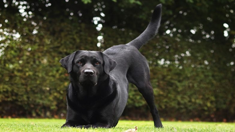 UP Police K-9 Mary: संभल में मासूम से दरिंदगी का अंधा केस सुलझाने वाली पुलिस डॉग 'मैरी' को 10,000 रुपए का ईनाम, सूंघकर दबोचा आरोपी