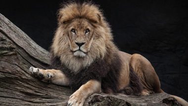 Gujarat Lion Attack: गुजरात के अमरेली में दिलदहला देने वाली घटना; काम से घर लौट रहे 25 वर्षीय युवक को शेर ने उतारा मौत के घाट