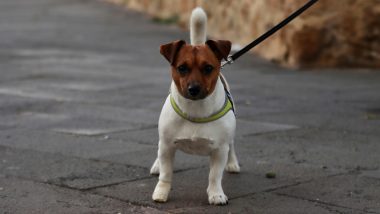 Pet Registration Mandatory in Jaipur: राजस्थान के जयपुर में कुत्तों और बिल्लियों का रजिस्ट्रेशन अनिवार्य, नहीं तो देना होगा जुर्माना