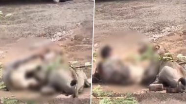 Gujarat Shocker: गुजरात के भावनगर में घर के बाहर शख्स पर शेर का हमला, रोंगटे खड़े कर देने वाला VIDEO वायरल