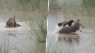 Crocodile Attack: बहराइच में घाघरा नदी किनारे हाथ-पैर धो रहे 12 साल के बच्चे को खींच ले गया मगरमच्छ, जिंदा चबाया; 5 घंटे बाद मिला क्षत-विक्षत शव Crocodile Attack: बहराइच में घाघरा नदी किनारे हाथ-पैर धो रहे 12 साल के बच्चे को खींच ले गया मगरमच्छ, जिंदा चबाया; 5 घंटे बाद मिला क्षत-विक्षत शव