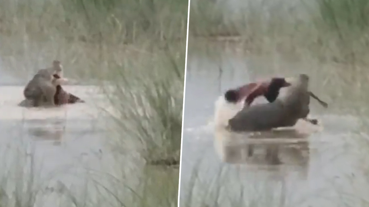 Crocodile Attack: बहराइच में घाघरा नदी किनारे हाथ-पैर धो रहे 12 साल के बच्चे को खींच ले गया मगरमच्छ, जिंदा चबाया; 5 घंटे बाद मिला क्षत-विक्षत शव